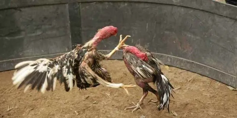 Hình thức đầu tư với người yêu thích tính toán chiến thuật